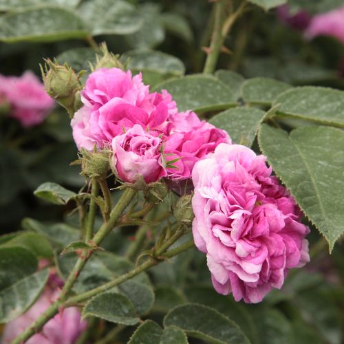Rosa Himmelsauge - violet - Trandafir copac cu trunchi înalt - cu flori în buchet - coroană curgătoare